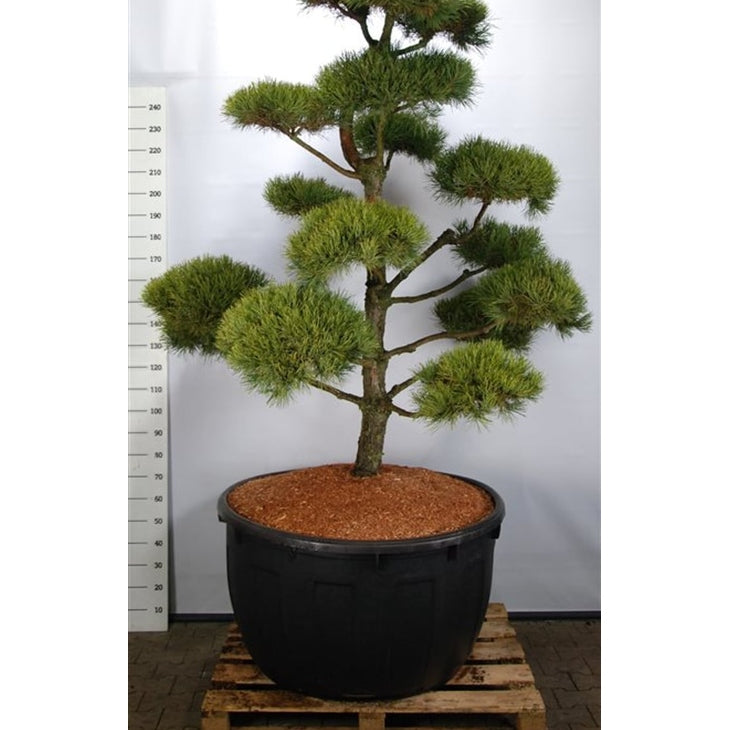 Tall – Pinus sylvestris 'Norske Typ' - C500 250-275 cm. Bonsai
